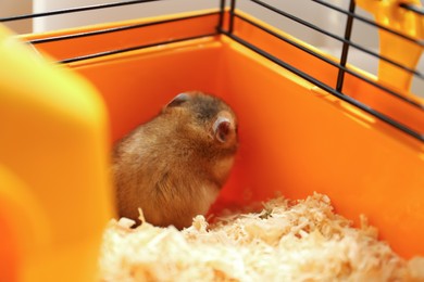 Photo of Cute little fluffy hamster playing in cage