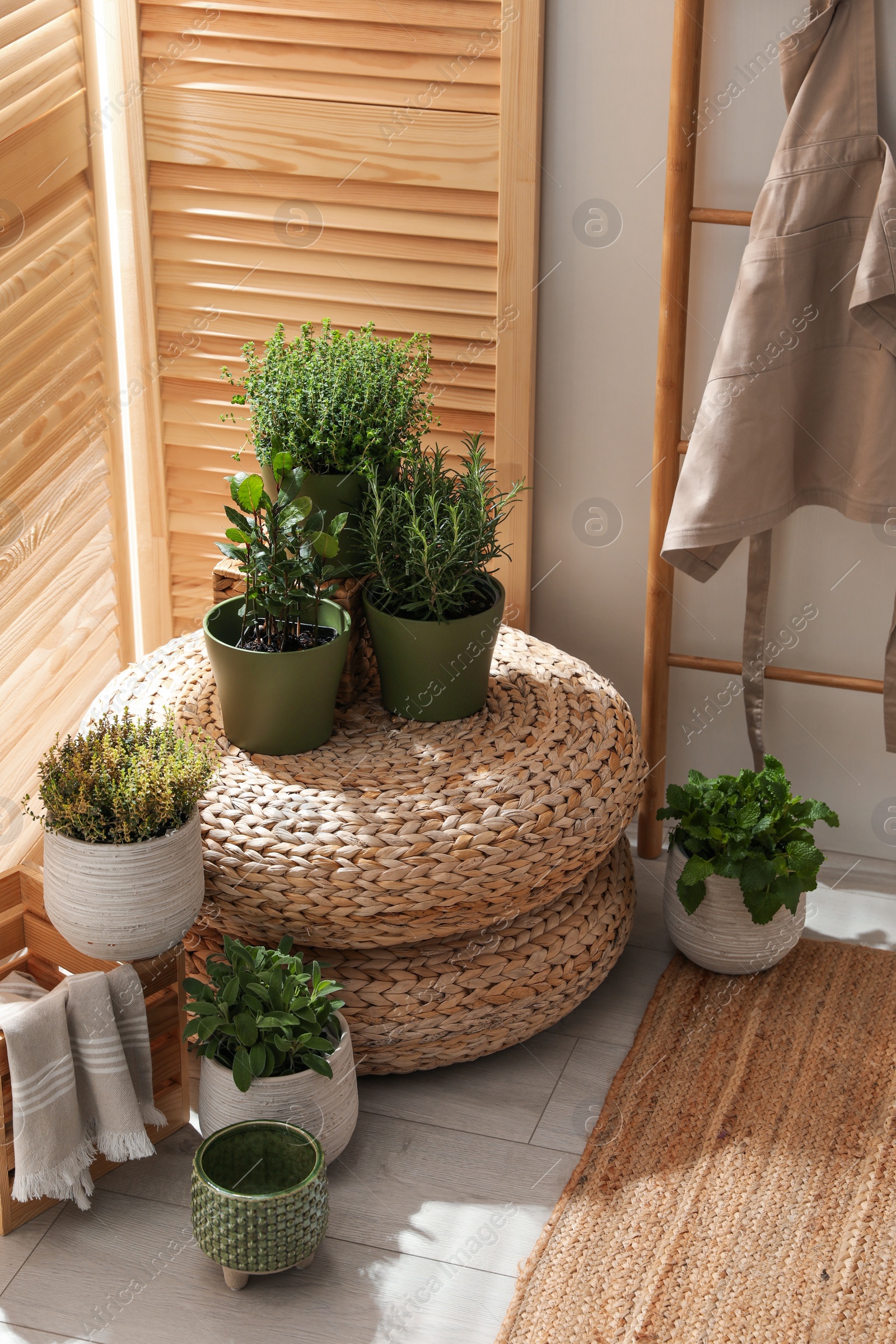 Photo of Different potted herbs in room. Interior design