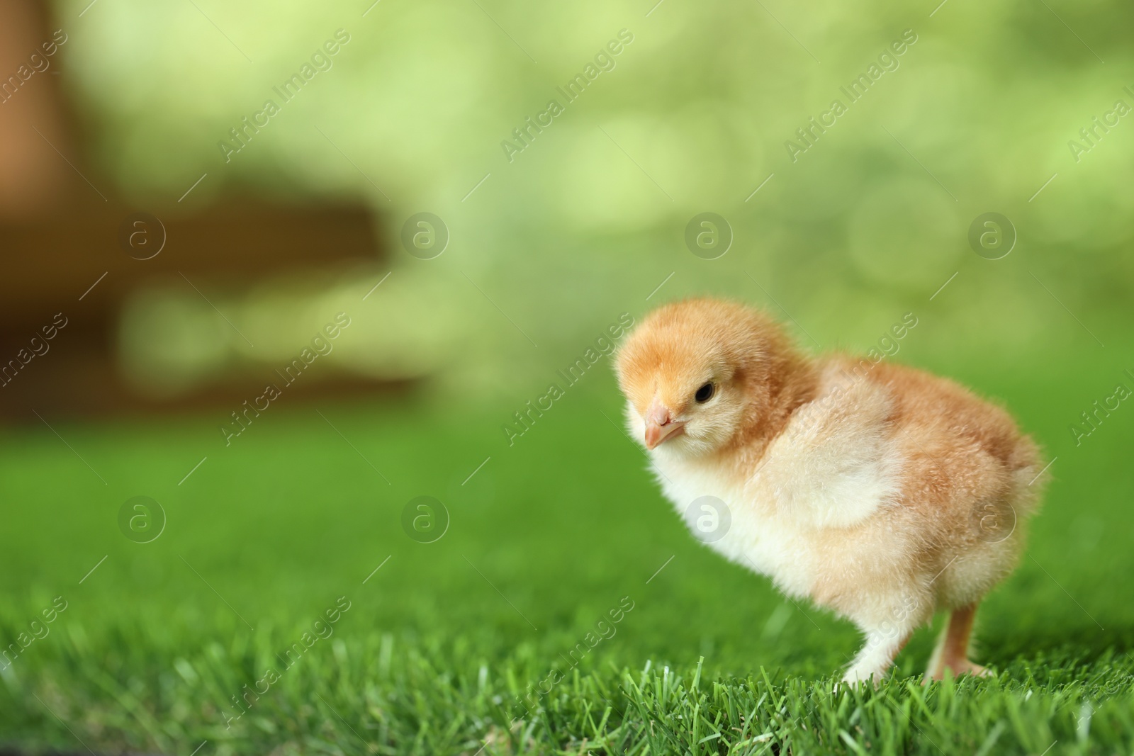 Photo of Cute chick on green artificial grass outdoors, closeup with space for text. Baby animal