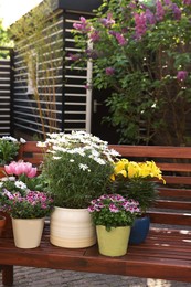 Many different beautiful blooming plants in flowerpots on wooden bench outdoors