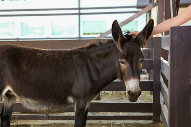 Woman stroking cute donkey on farm, closeup. Animal husbandry