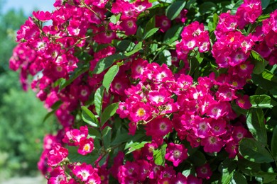 Photo of Bush with beautiful blooming roses in garden on sunny day, closeup