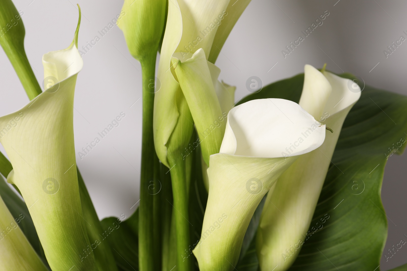 Photo of Beautiful calla lily flowers on white background, closeup