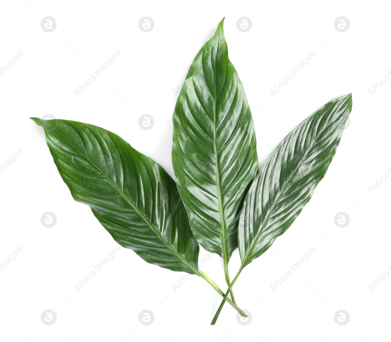 Photo of Beautiful tropical Spathiphyllum leaves on white background