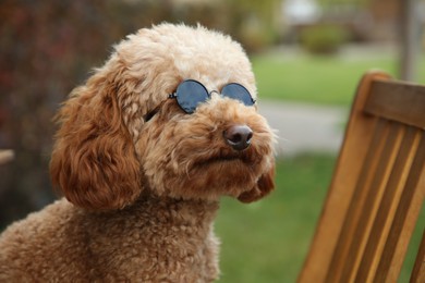 Cute fluffy dog in sunglasses on blurred background