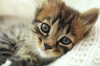 Photo of Cute little kitten on white knitted blanket, closeup view