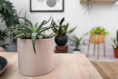 Photo of Beautiful houseplant on wooden table indoors. Space for text