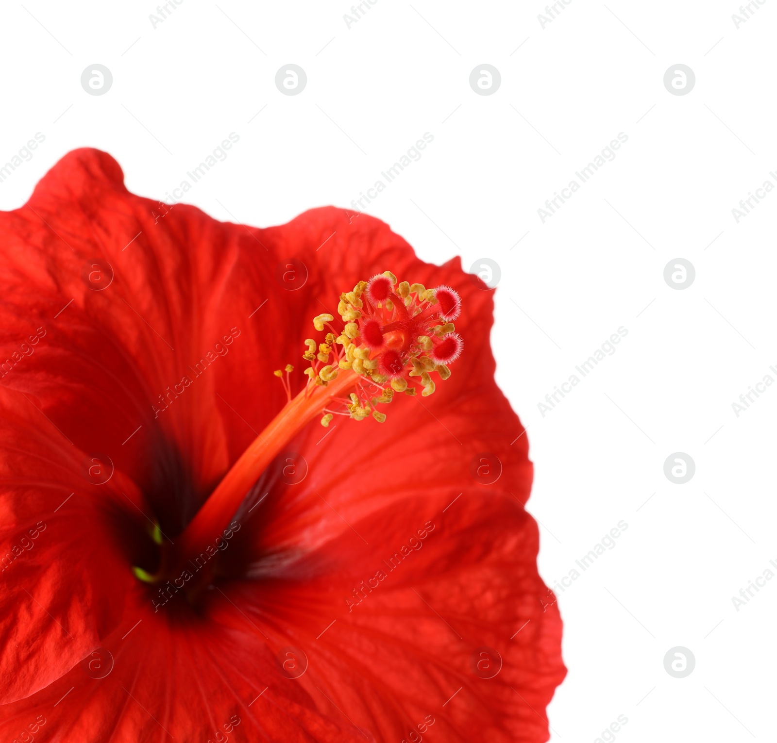 Photo of Beautiful red hibiscus flower isolated on white