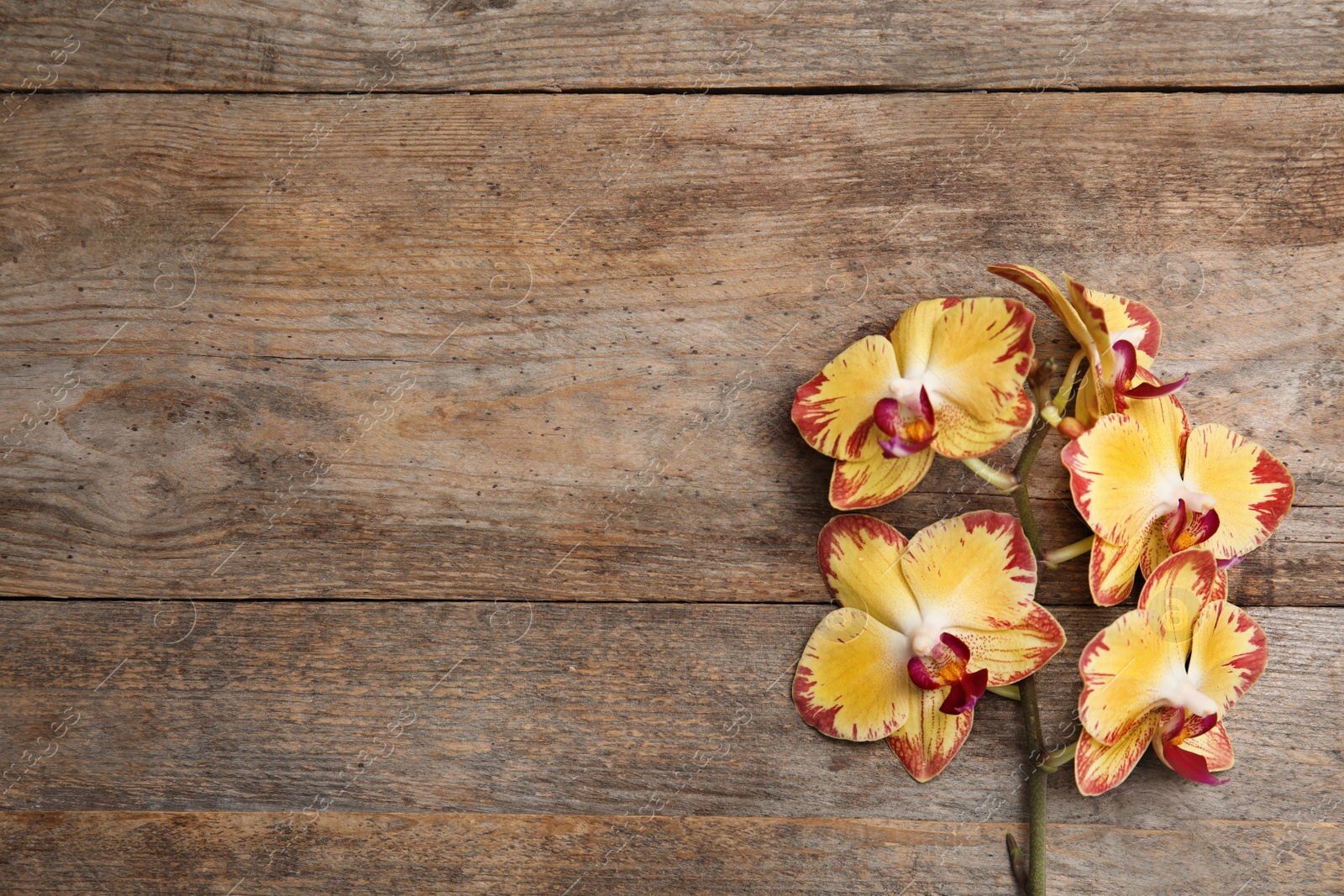 Photo of Branch with beautiful tropical orchid flowers on wooden background, top view. Space for text