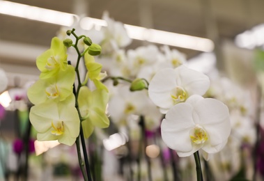 Photo of Beautiful blooming tropical orchid flowers in store