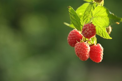 Photo of Raspberry bush with tasty ripe berries in garden, closeup