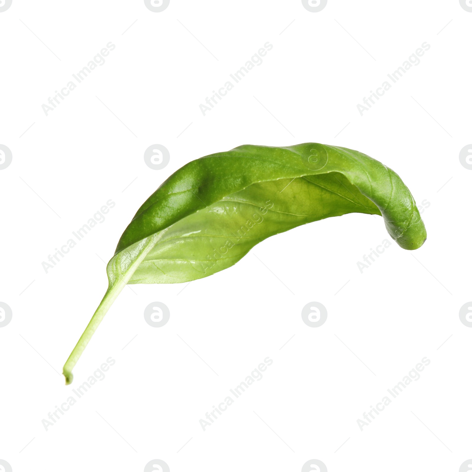 Photo of Fresh green basil leaf isolated on white