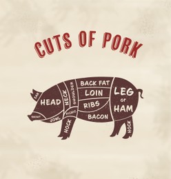 Illustration of Butcher's guide: Cuts of pork scheme.  pig on beige background