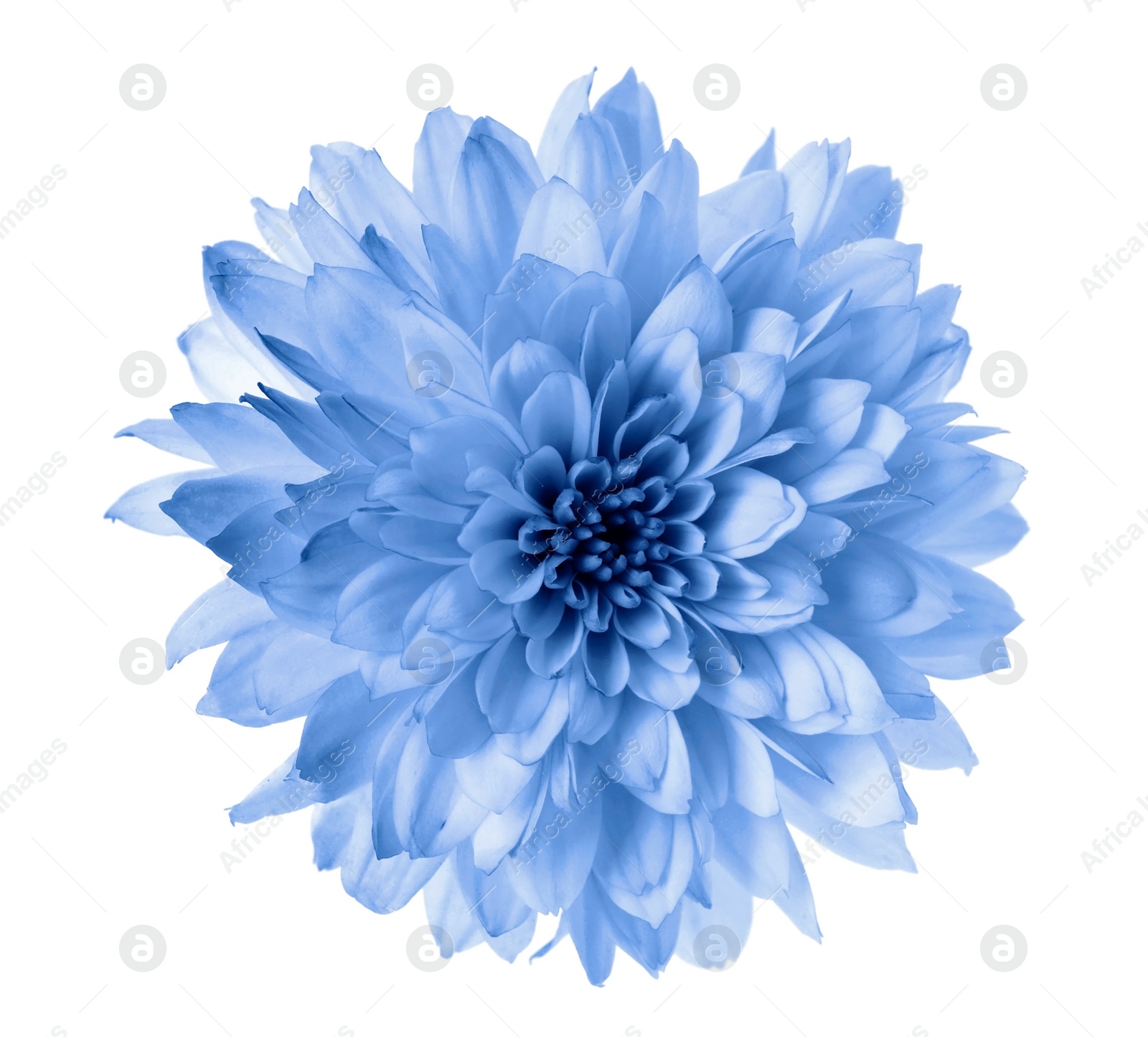 Image of Beautiful light blue chrysanthemum flower isolated on white