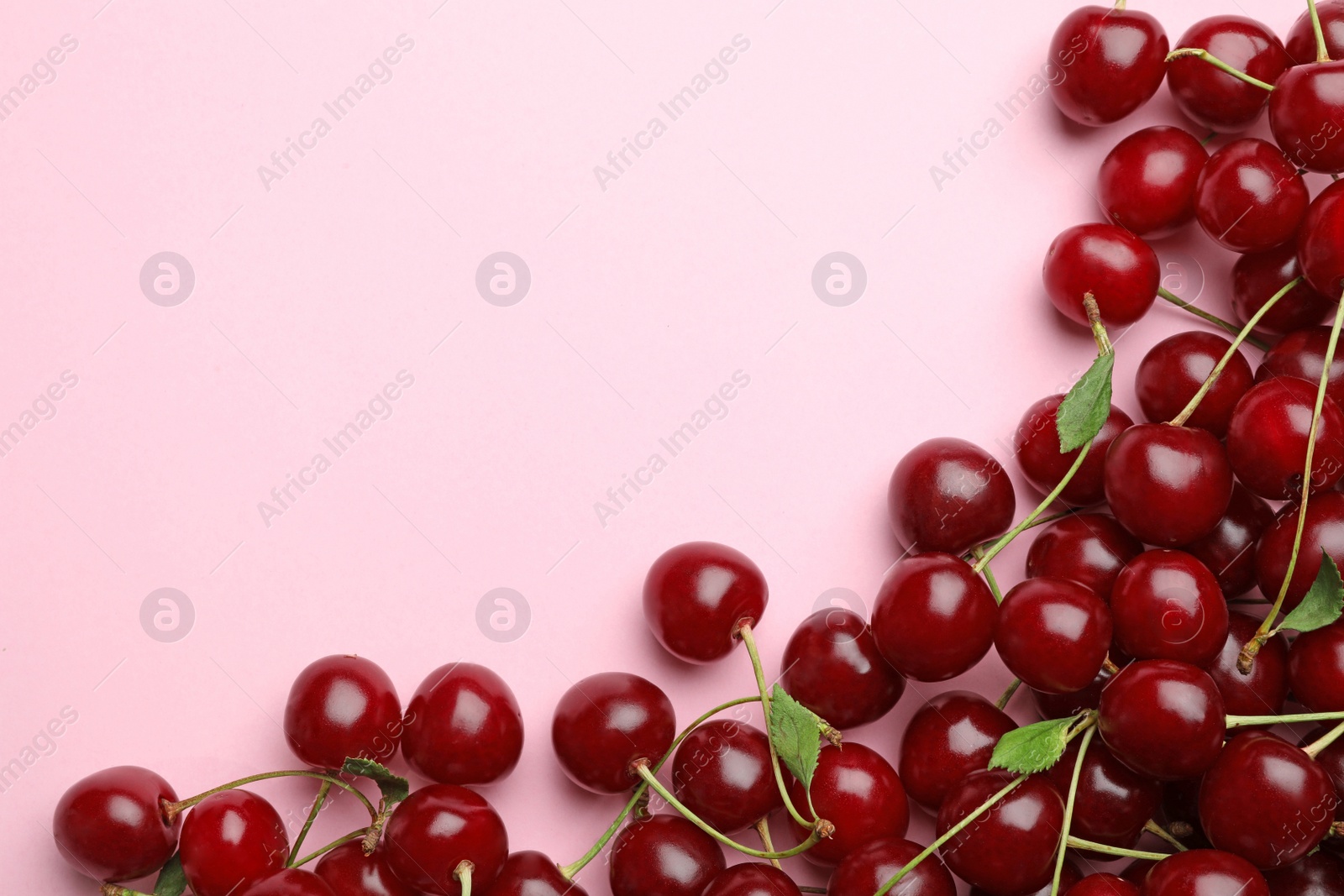 Photo of Delicious cherries on pink background, flat lay. Space for text