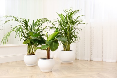 Photo of Different beautiful indoor plants on floor in room. House decoration