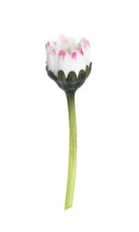 Photo of Beautiful bellis perennis (daisy) flower isolated on white