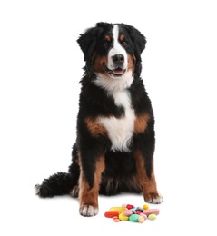 Image of Vitamins for pets. Cute dog and different pills on white background