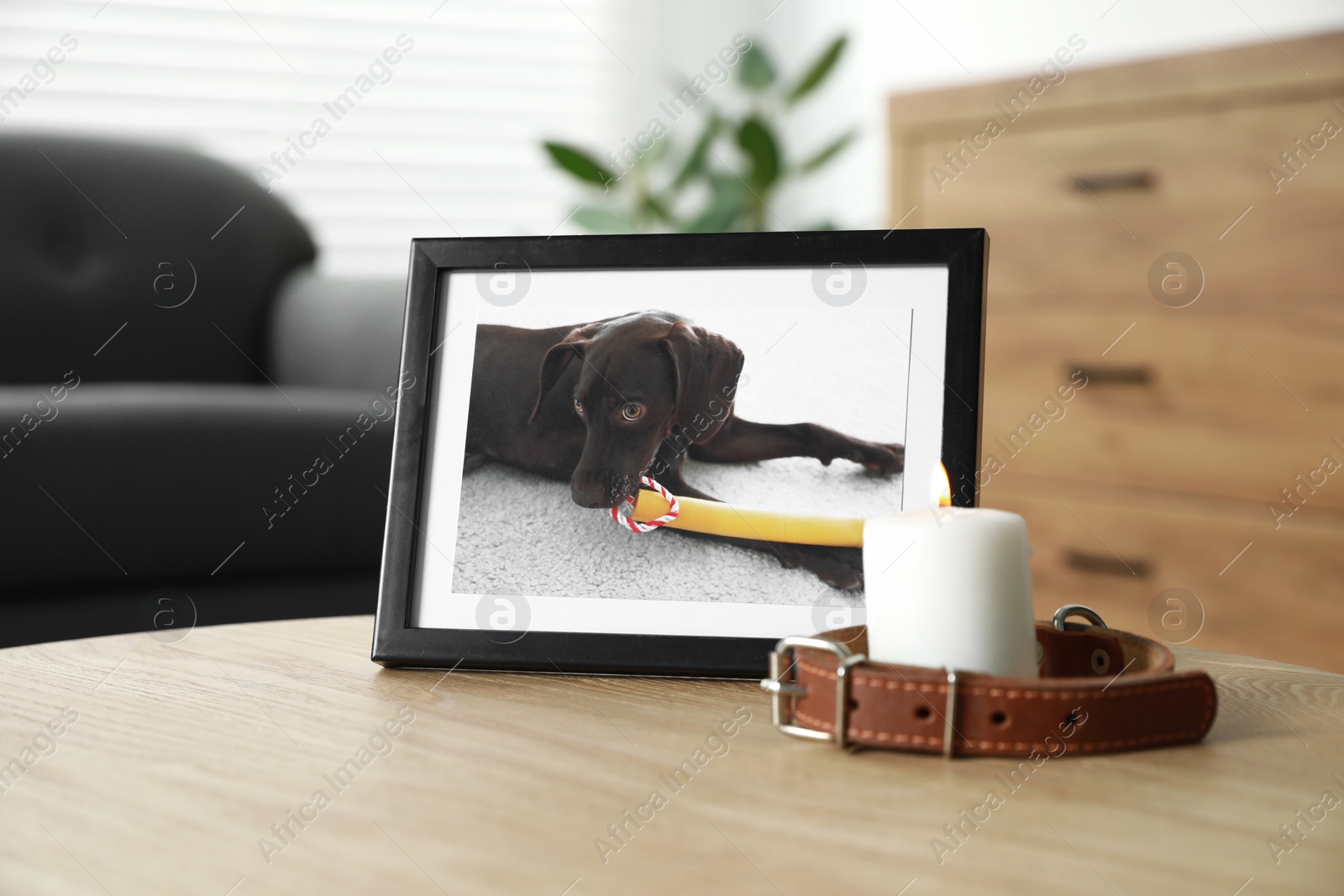 Photo of Frame with picture of dog, collar and burning candle on wooden table indoors. Pet funeral