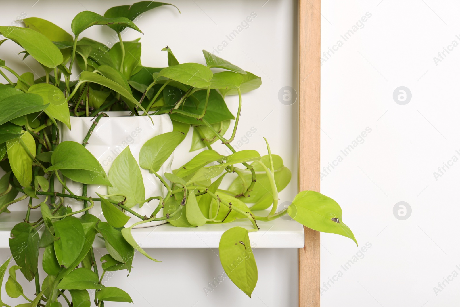 Photo of Potted houseplant with damaged leaves indoors, closeup. Space for text