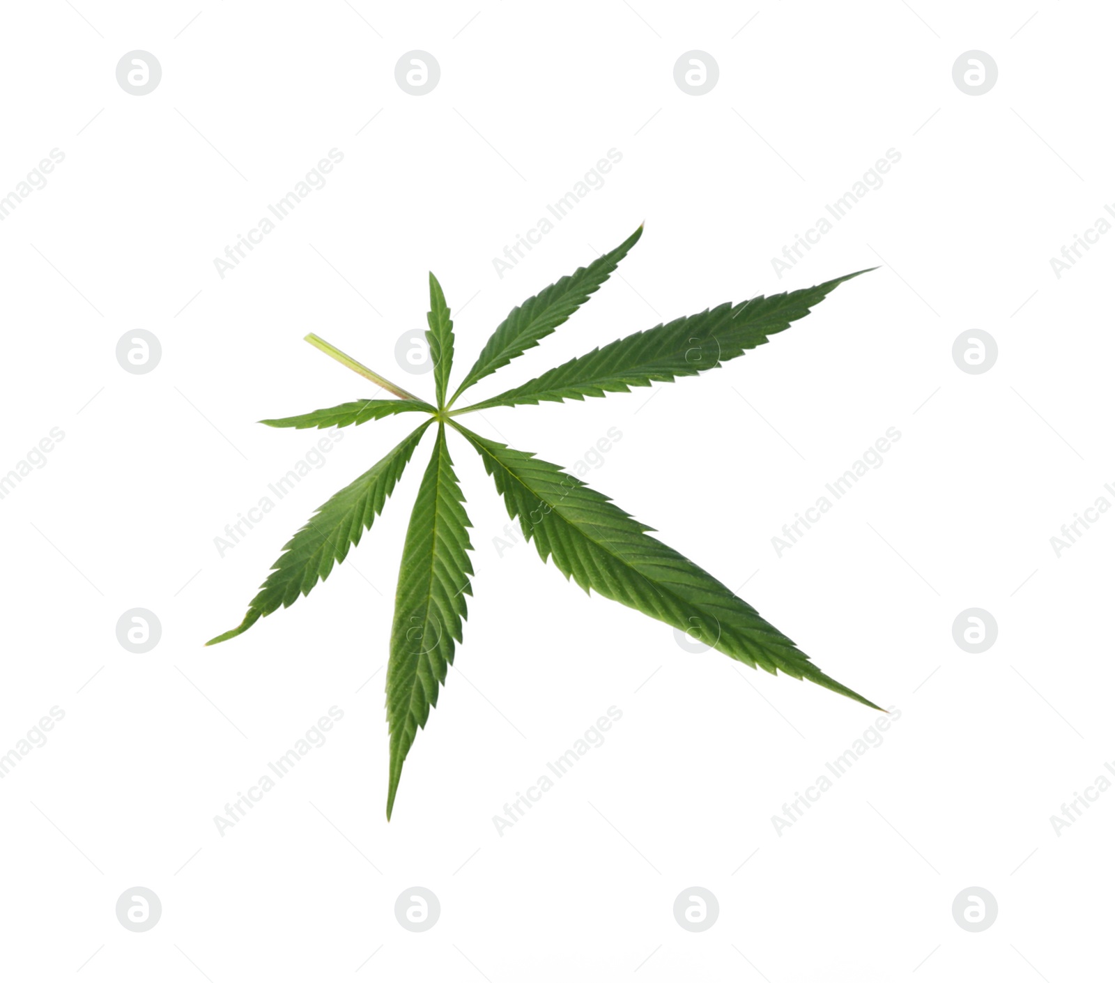 Photo of Fresh green hemp leaf isolated on white, top view