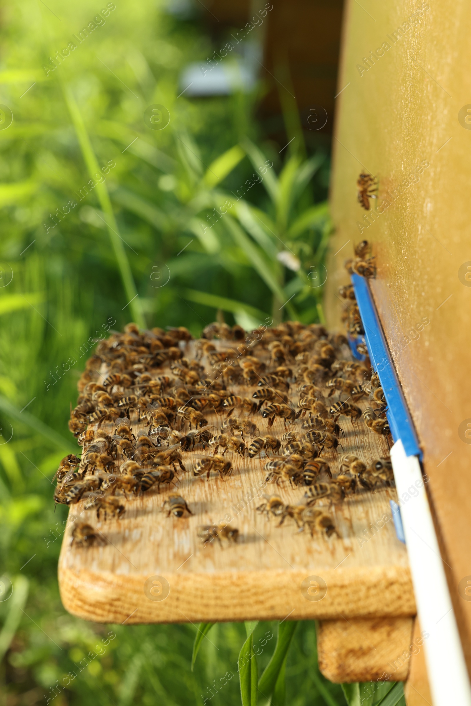 Photo of Closeup view of wooden hive with honey bees on sunny day