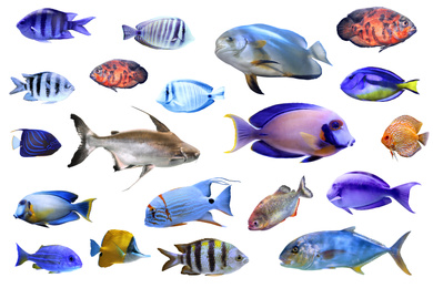 Image of Set of different tropical fishes on white background