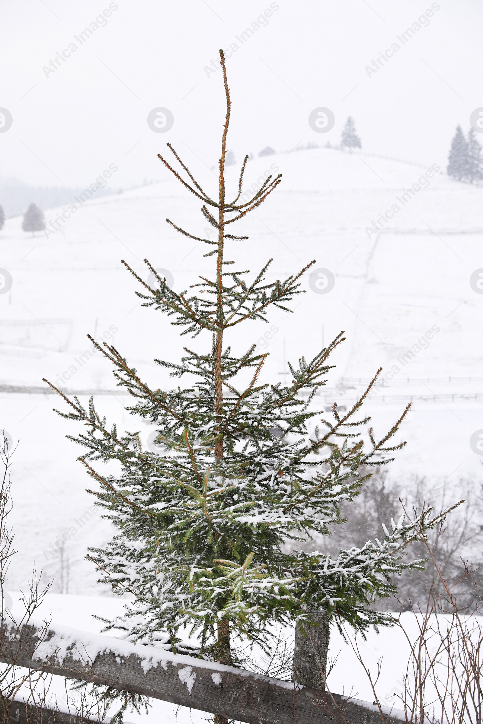 Photo of Beautiful view of small fir tree covered with snow near wooden fence outdoors. Winter landscape