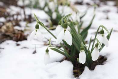 Beautiful blooming snowdrops growing outdoors. Spring flowers