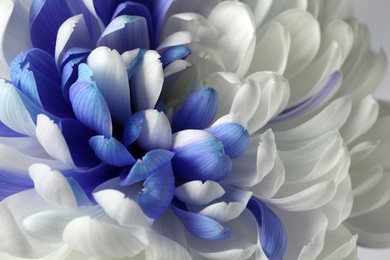 Photo of Beautiful blooming chrysanthemum flower as background, closeup