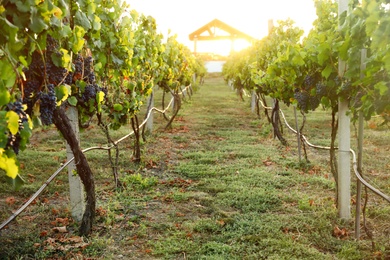 Beautiful view of vineyard with ripe grapes