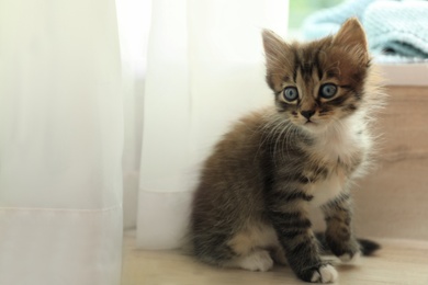 Photo of Cute little striped kitten near window at home