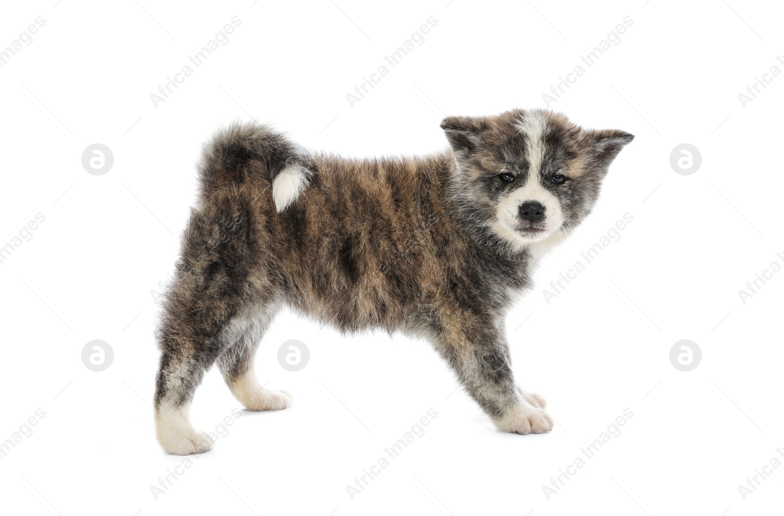 Photo of Cute Akita inu puppy on white background. Friendly dog