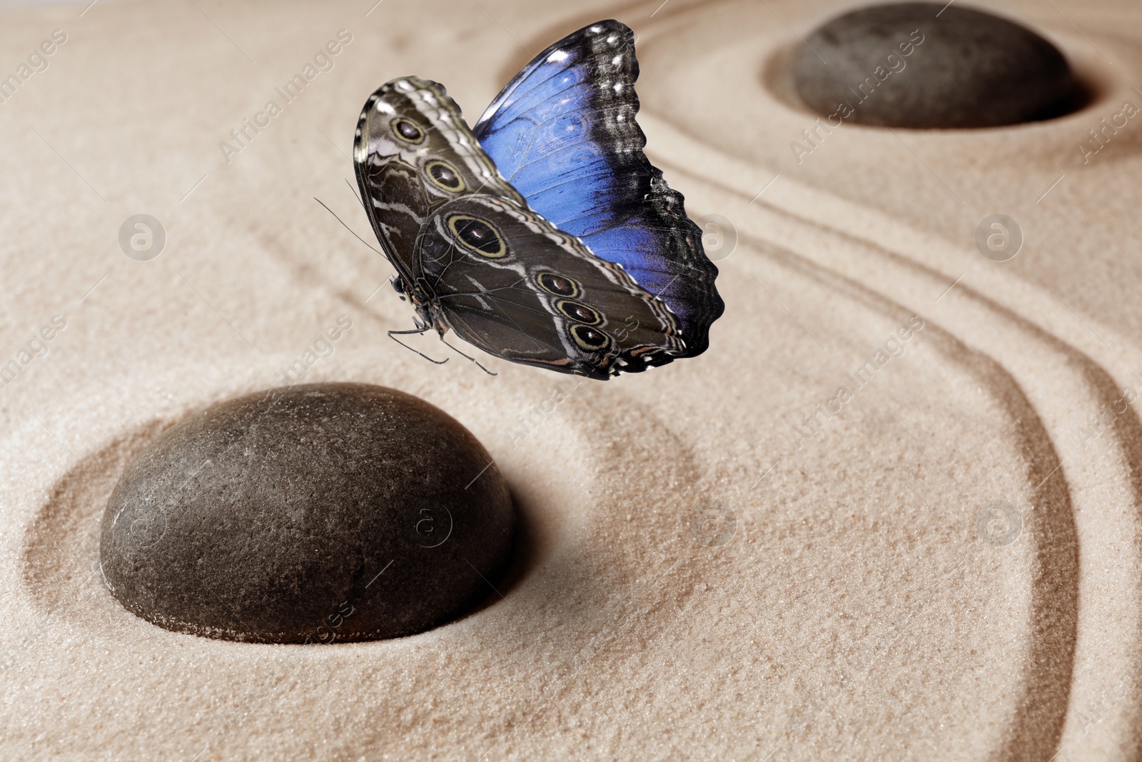 Image of Beautiful butterfly and stones on sand with pattern. Zen concept