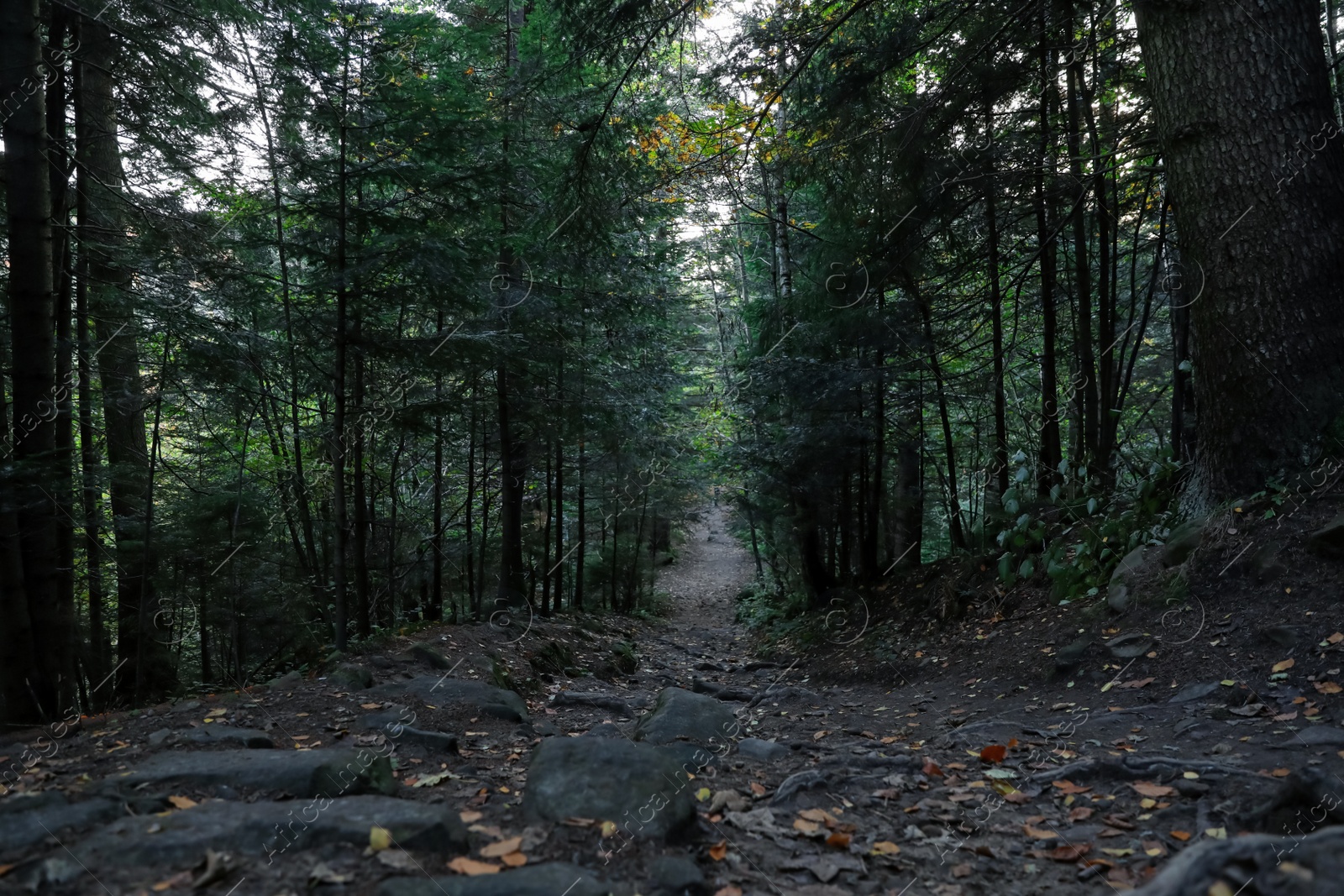 Photo of Picturesque view of pathway with stones among trees in beautiful forest on autumn day