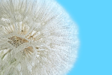 Photo of Dandelion seed head with dew drops on color background, close up