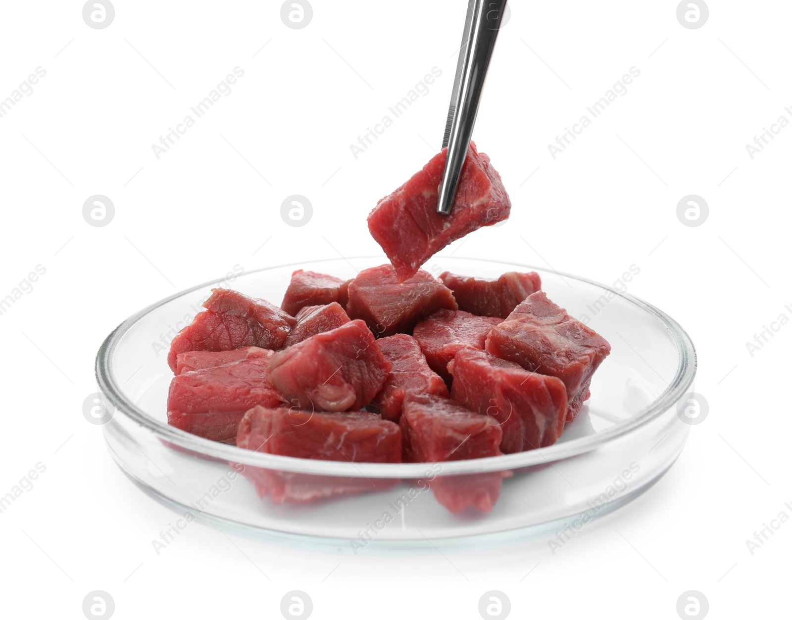 Photo of Taking raw cultured meat out of Petri dish with tweezers on white background