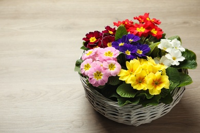 Primrose Primula Vulgaris flowers in basket on floor, space for text. Spring season