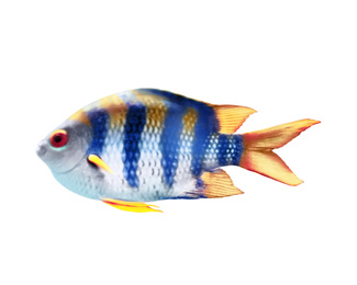 Image of Beautiful sergeant major fish on white background