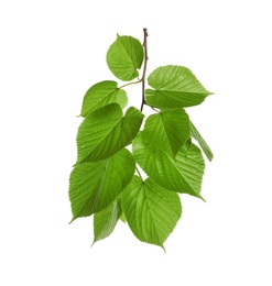 Photo of Branch with green leaves on white background