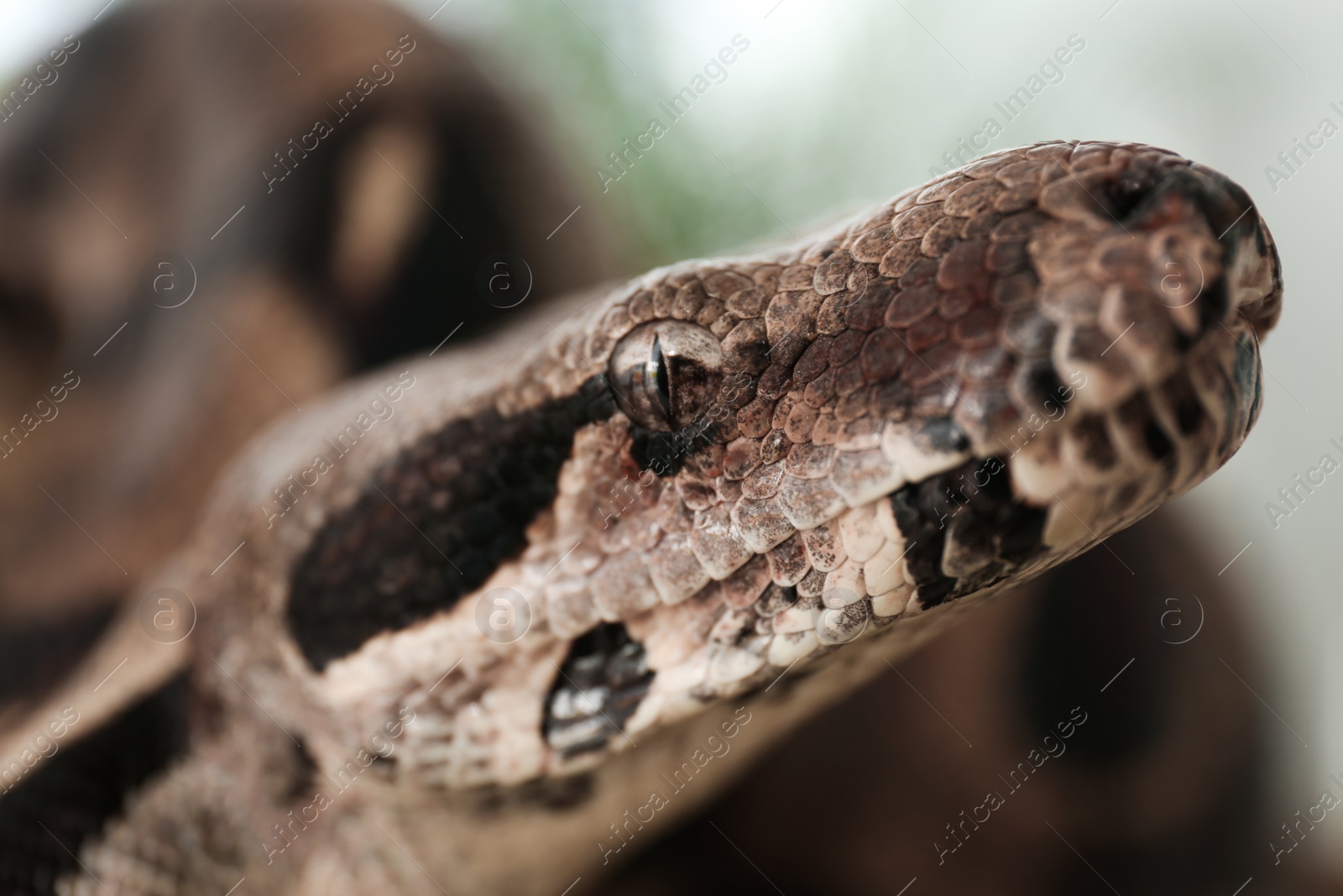 Photo of Brown boa constrictor outdoors, closeup. Exotic snake