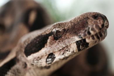 Brown boa constrictor outdoors, closeup. Exotic snake