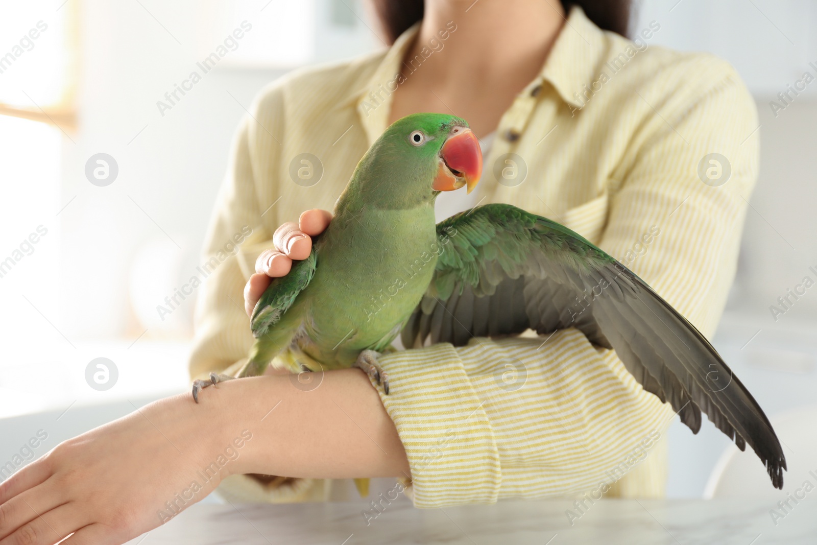 Photo of Young woman with Alexandrine parakeet indoors, closeup. Cute pet