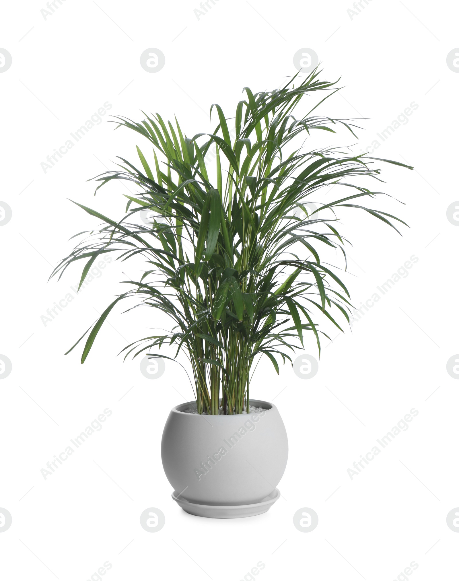 Photo of Beautiful exotic house plant isolated on white