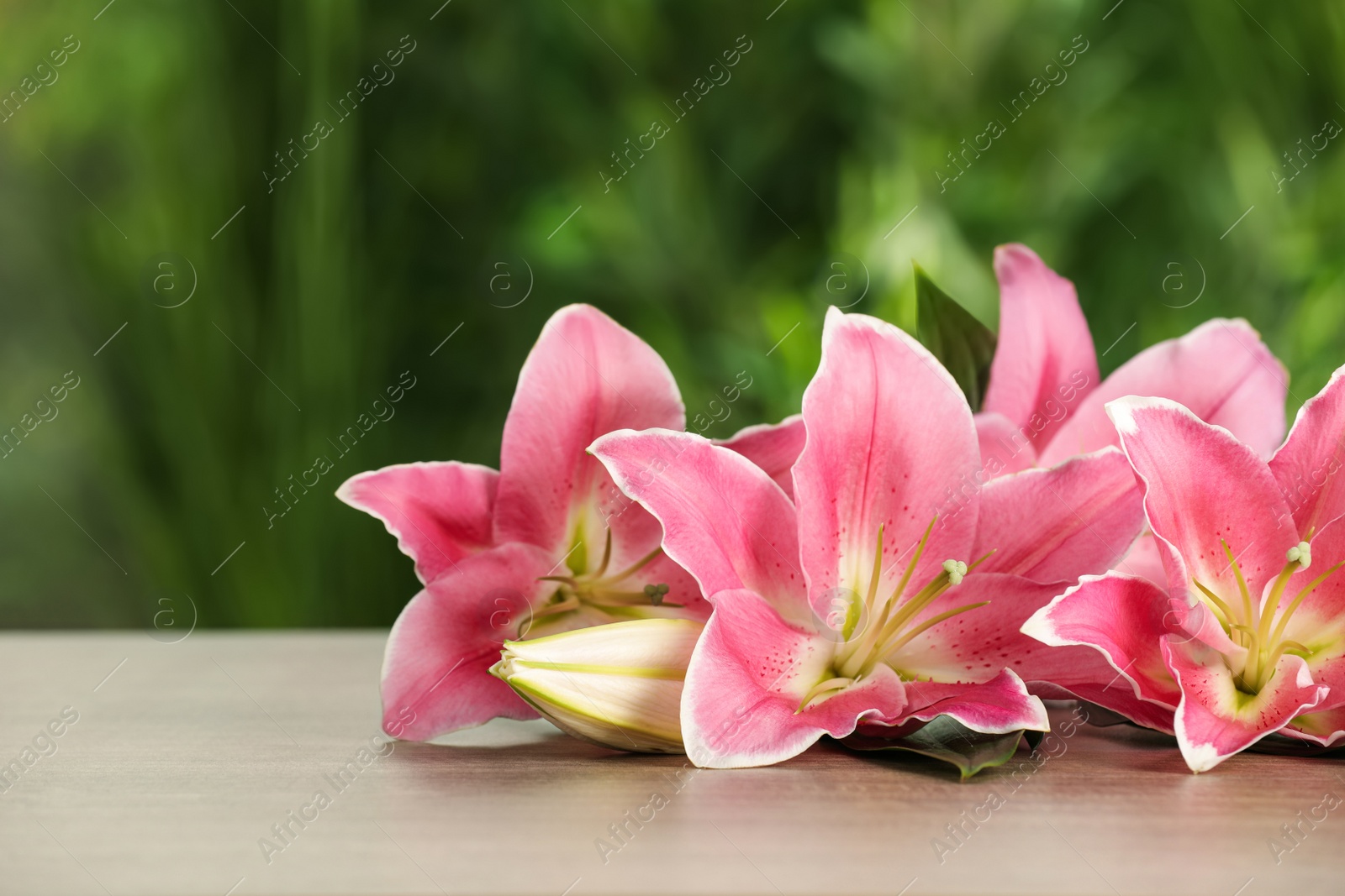 Photo of Beautiful pink lily flowers on wooden table outdoors, space for text