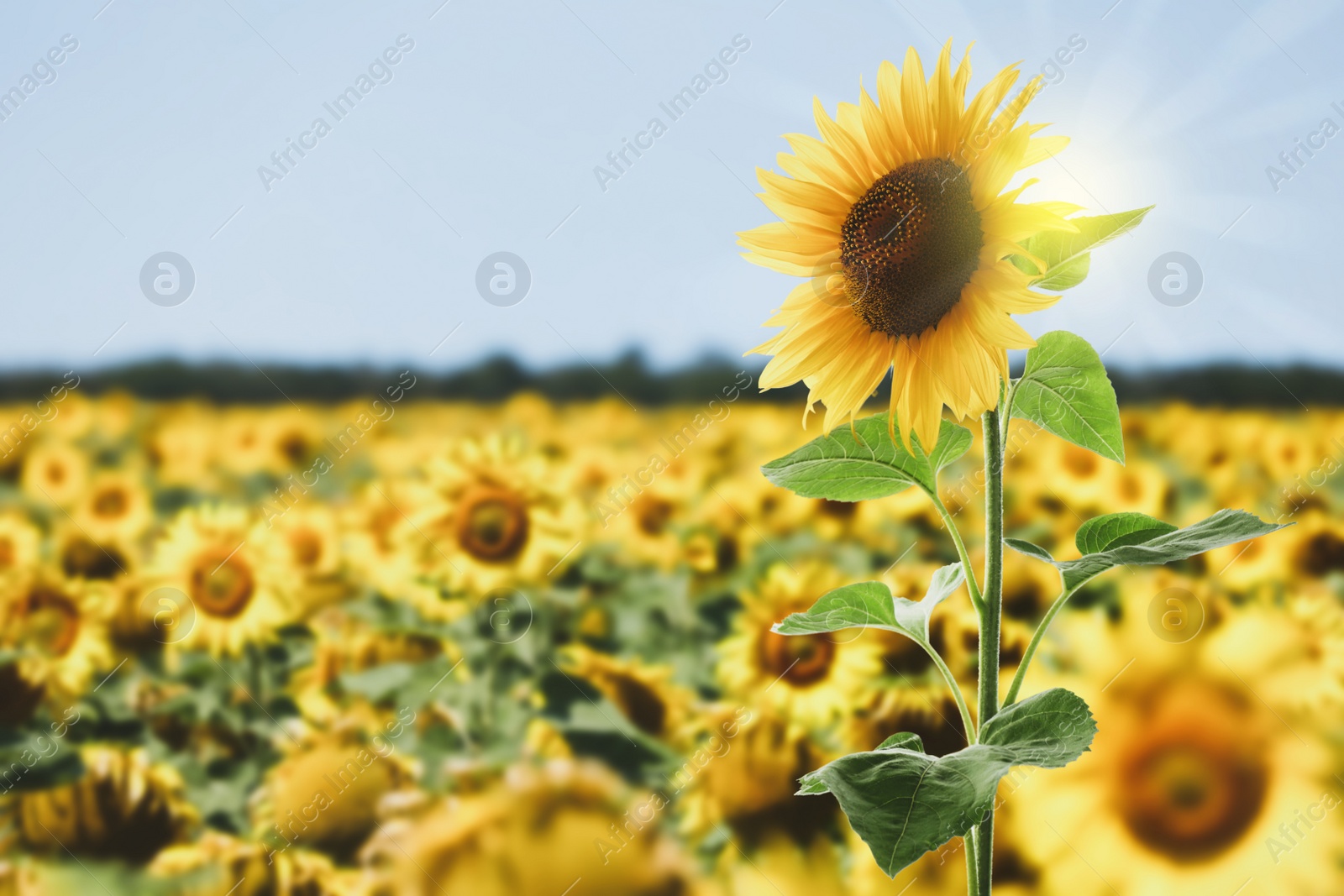 Image of Beautiful sunflower in field under blue sky 