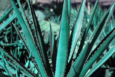 Photo of Closeup view of beautiful Agave plant growing outdoors