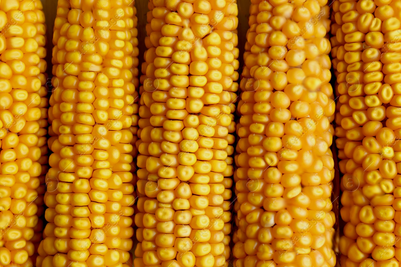 Photo of Delicious ripe corn cobs as background, top view