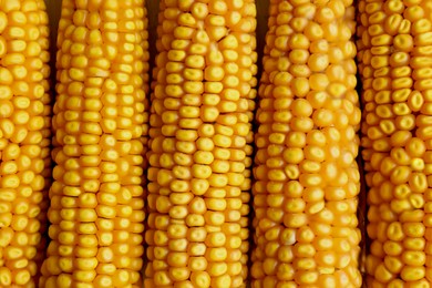 Delicious ripe corn cobs as background, top view