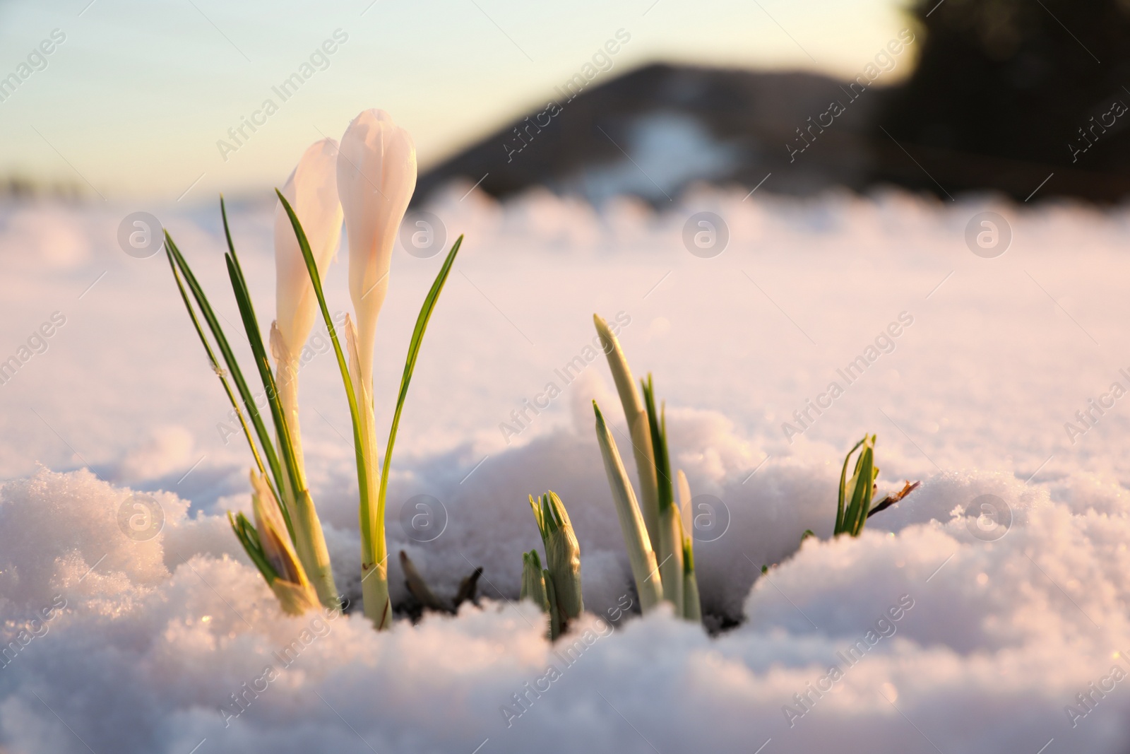 Photo of Beautiful crocuses growing through snow. First spring flowers